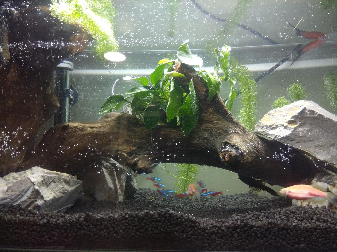 15 gallons planted tank (mostly live plants and fish) - First one, after 5 months.
