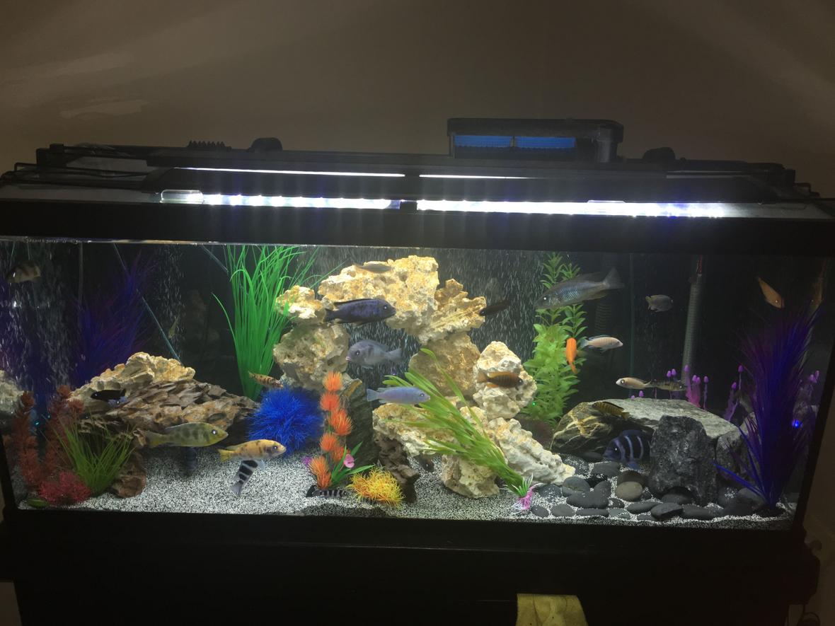75 gallons freshwater fish tank (mostly fish and non-living decorations) - Mixed African Cichlid tank