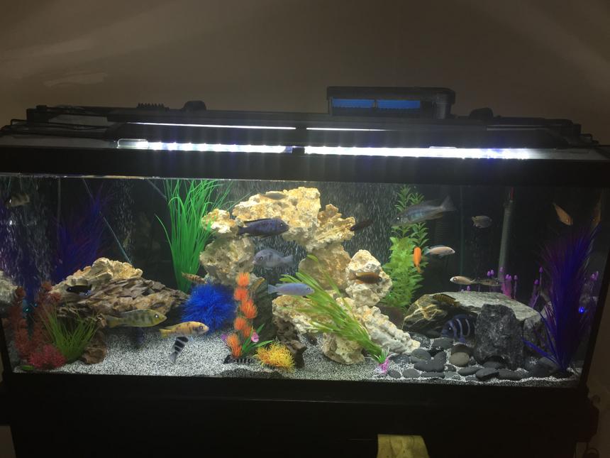 Rated #21: 75 Gallons Freshwater Fish Tank - Mixed African Cichlid tank