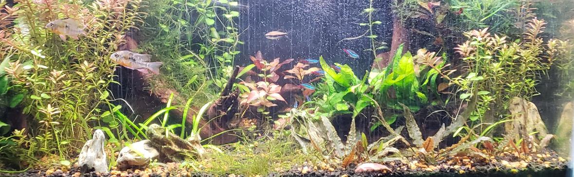 29 gallons planted tank (mostly live plants and fish) - 29 gallon