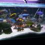 fish tank picture - Ramdom