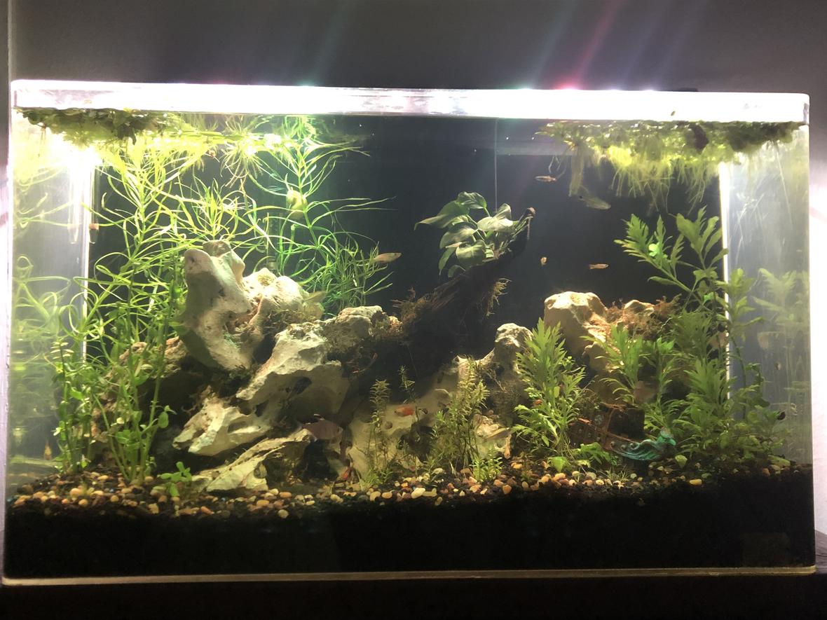 65 gallons planted tank (mostly live plants and fish) - Freshwater community