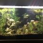 65 gallons planted tank (mostly live plants and fish) - Freshwater community