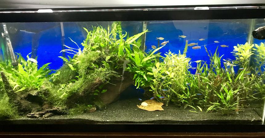 Rated #14: 55 Gallons Planted Tank - 55 Gallon Planted