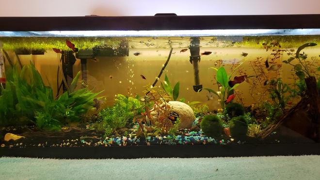 25 gallons planted tank (mostly live plants and fish) - Our 25 gallon community tank.
The yellow tint is tannin from the cholla wood and leaves, and the light is softer and more shaded because the water spangles are thick. Our fish seem to prefer the shaded areas, and most of our plants don't require heavy light to grow, so we let the tank remain somewhat lower light level than average for their comfort. If you want to avoid this tint, just boil the wood and leaves you want to add to the tank for a longer period, we usually only boil wood and leaves for 10 minutes for small pieces since we like the tint.