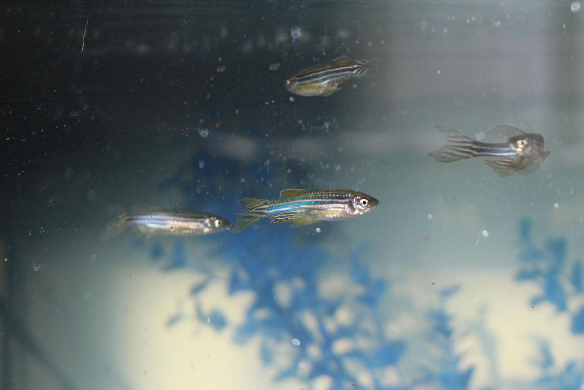 freshwater fish stocking in 29 gallons tank - Pack of Zebra Danio
