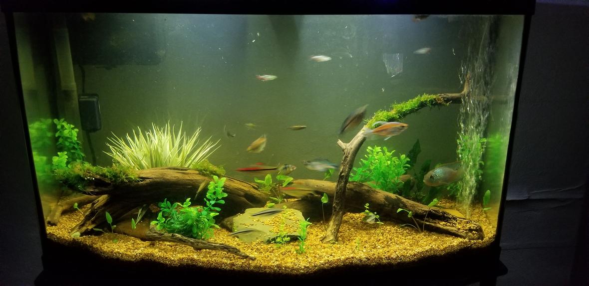 55 gallons planted tank (mostly live plants and fish) - 46 gallon bowfront community tank. Contains both live and artificial plants.