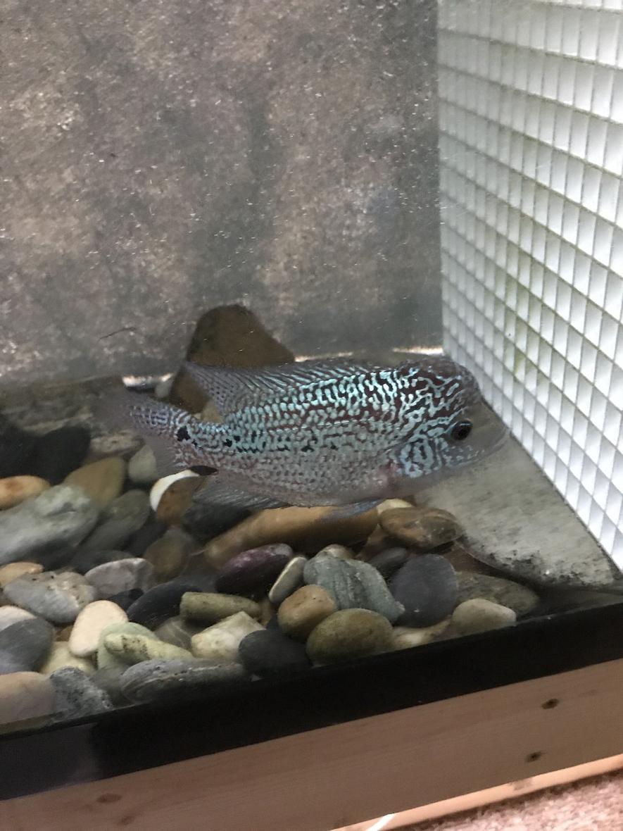 Rated #11: Freshwater Fish Stocking In 240 Gallons Tank - Rate my flowerhorn