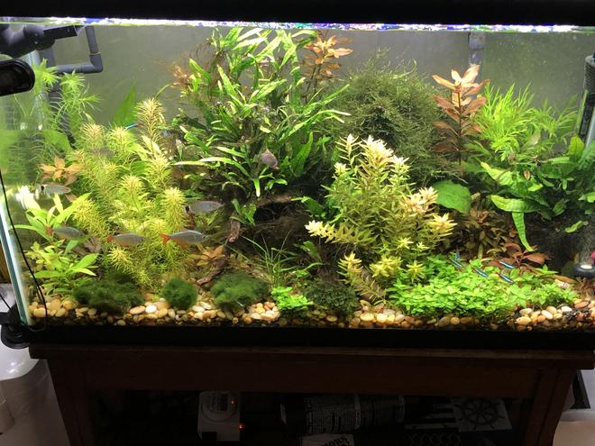 29 gallons planted tank (mostly live plants and fish) - piece of nature