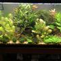 29 gallons planted tank (mostly live plants and fish) - piece of nature