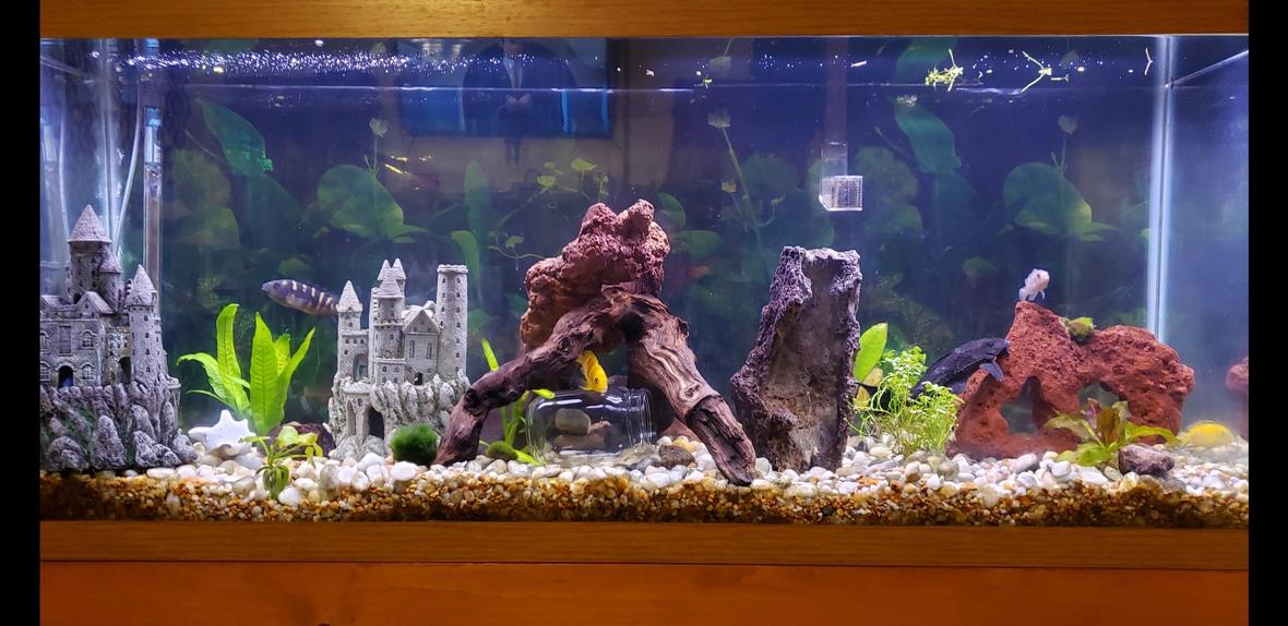 55 gallons freshwater fish tank (mostly fish and non-living decorations) - 55 gal