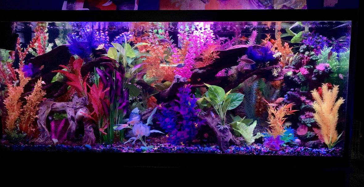 125 gallons freshwater fish tank (mostly fish and non-living decorations) - Front view tank