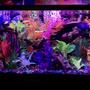 125 gallons freshwater fish tank (mostly fish and non-living decorations) - Front view tank