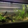 55 gallons planted tank (mostly live plants and fish) - New 55 Gallon Planted Tank