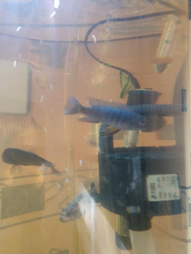 freshwater fish stocking in 90 gallons tank - Cichlids