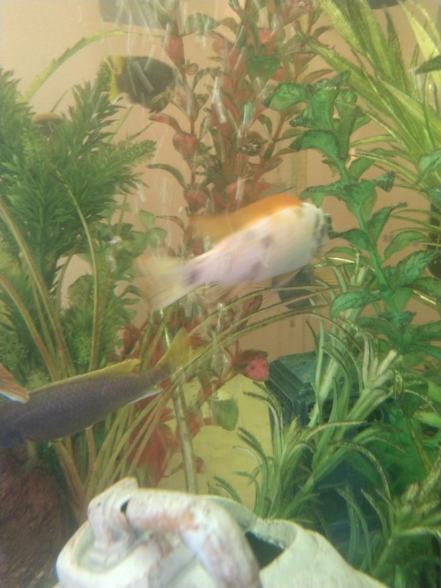 Rated #27: 90 Gallons Freshwater Fish Tank - Addt