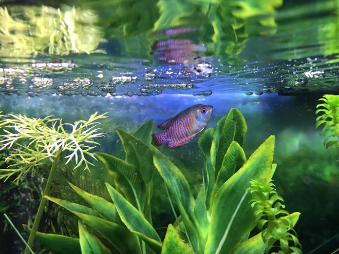 freshwater fish stocking in 10 gallons tank - My Dwarf gourami
