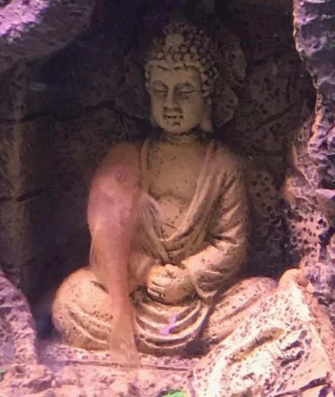 freshwater fish stocking in 20 gallons tank - Meditation time for my Albino Clown Pleco