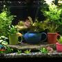 72 gallons planted tank (mostly live plants and fish) - This is my 75-gallon freshwater planted aquarium. Located in my living room, on display next to my mug collection. It's been running for 8 months or so. Enjoy and thank you!