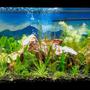 fish tank picture - Here is my 75-gallon planted tank. It's only been going for about 2 months. Finally fine-tuned the CO2 dosing, now I should see some real growth. Thanks and enjoy!