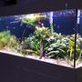 99 gallons planted tank (mostly live plants and fish) - 150*50*50 cm (99 US GALLON), 30 GALLON sump Low tech, DIY Power LED (1 watt) 56 watts fixturePlants: Cryptocoryne Usteriana Red, Sagittaria subulata, Cryptocoryne wendtii brown & green, Bucephalandra Angel Tears, Bucephalandra green wavy, JAVA FERN, Anubias (diff varieties), hydrocotyle tripartita, Bolbitis Heteroclita Difformis, Nymphaea Tiger Lotus (new), Rotala Rotundifolia, Pearlweed, Amazon swords, Pogostemon Helferi, Taiwan Moss.