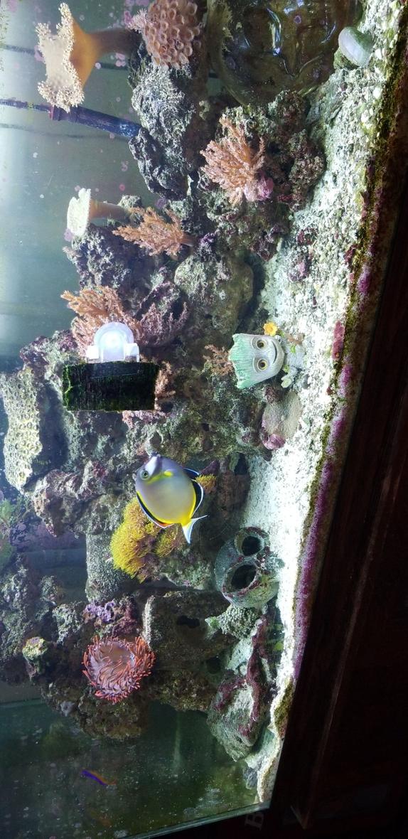 Rated #5: 75 Gallons Reef Tank - Our tank