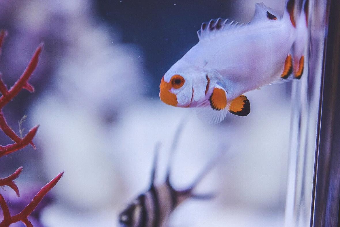 saltwater fish stocking in 30 gallons tank - Platinum percula