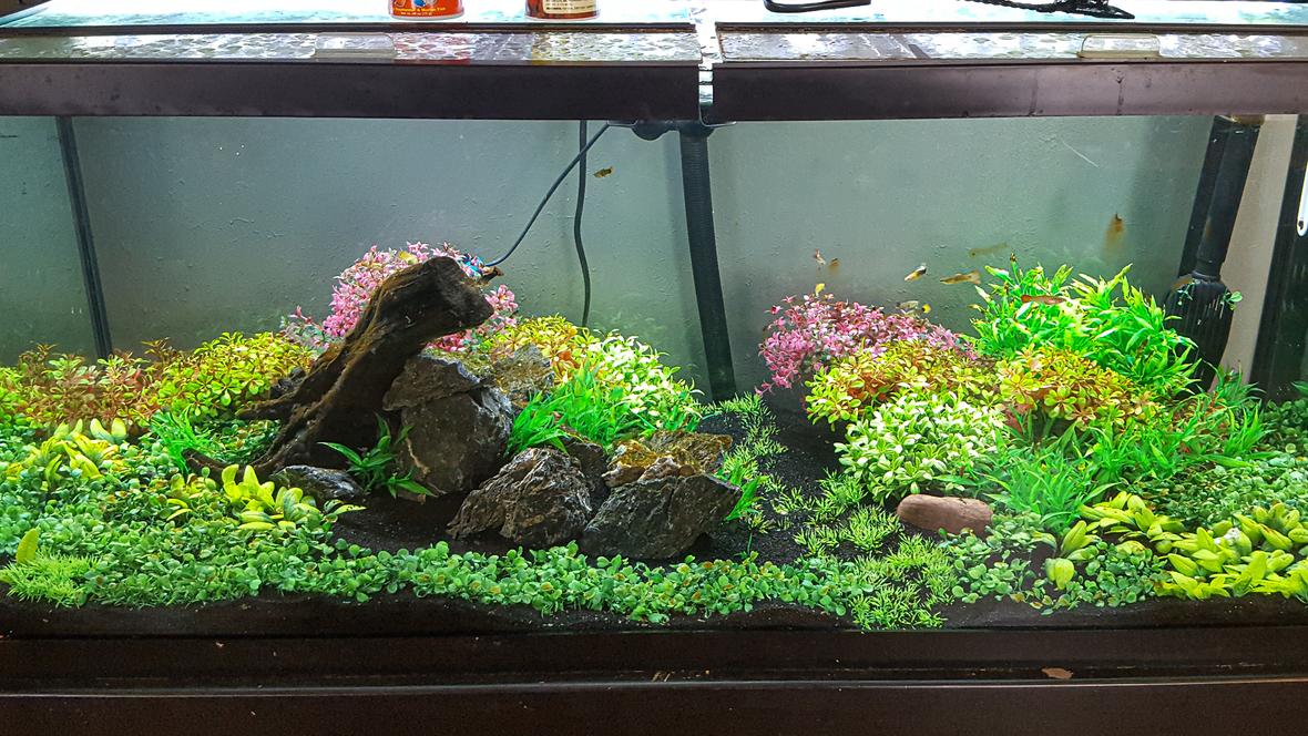 75 gallons freshwater fish tank (mostly fish and non-living decorations) - 75 gallon with fancy mollies. All artificial. Fx6 filter. Low bioload. Water change once every other week.