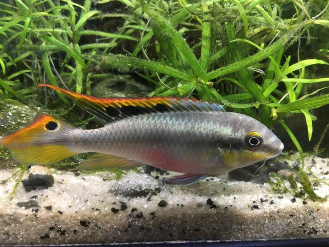 freshwater fish stocking in 63 gallons tank - Kribensis male