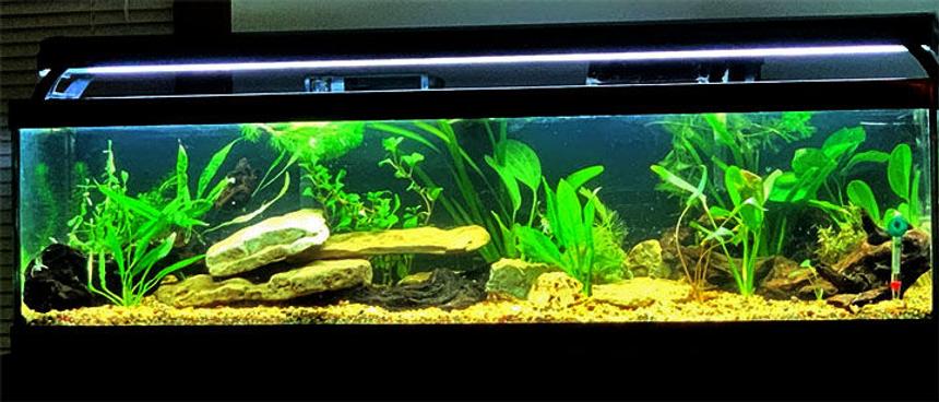 Rated #10: 33 Gallons Planted Tank - fish to be stocked soon
