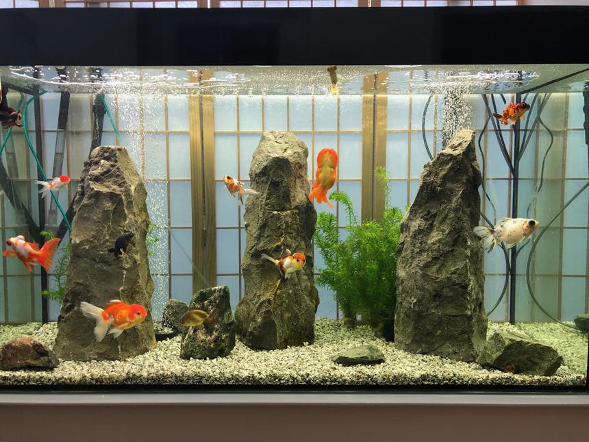 Rated #1: Freshwater Fish Stocking In 92 Gallons Tank - Japanese Rock GardenSilver GraniteMonoliths