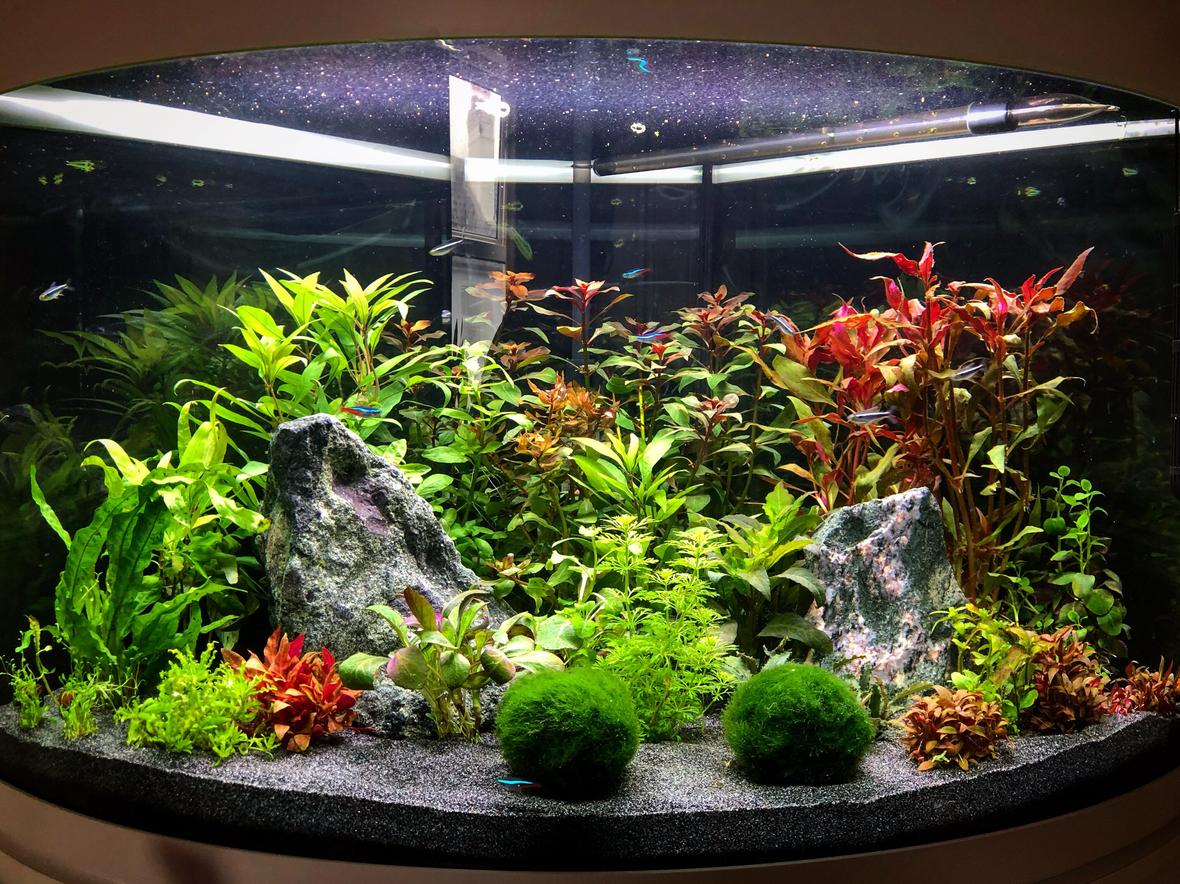92 gallons planted tank (mostly live plants and fish) - 140l Tetra Planted corner Planted tankIwagumi/Ducth infulence