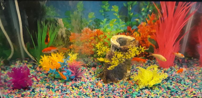 Rated #25: 20 Gallons Freshwater Fish Tank - Goldfish