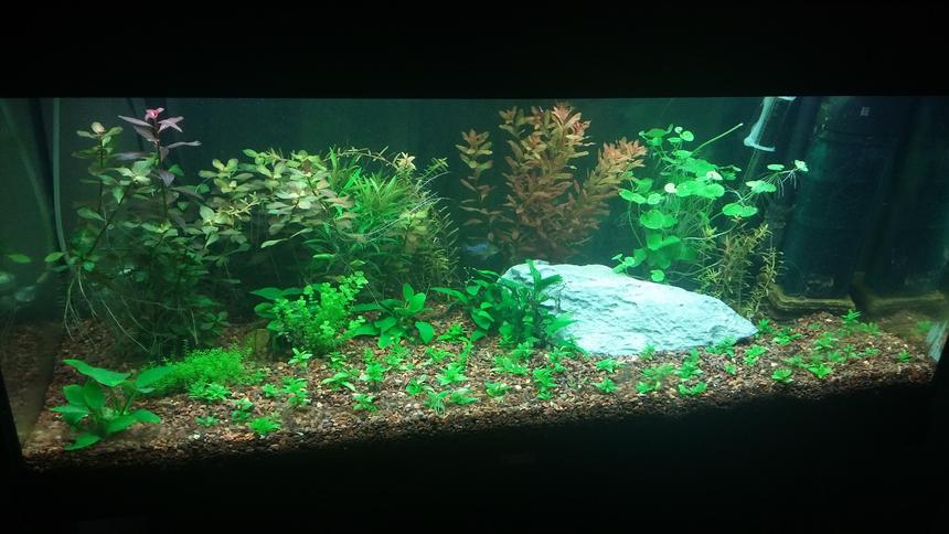 Rated #12: 42 Gallons Planted Tank - Juwel Rio 180