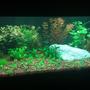 42 gallons planted tank (mostly live plants and fish) - Juwel Rio 180