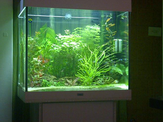 42 gallons freshwater fish tank (mostly fish and non-living decorations) - Juwel Lido 200 Neon tetras and Rummy nose tetras