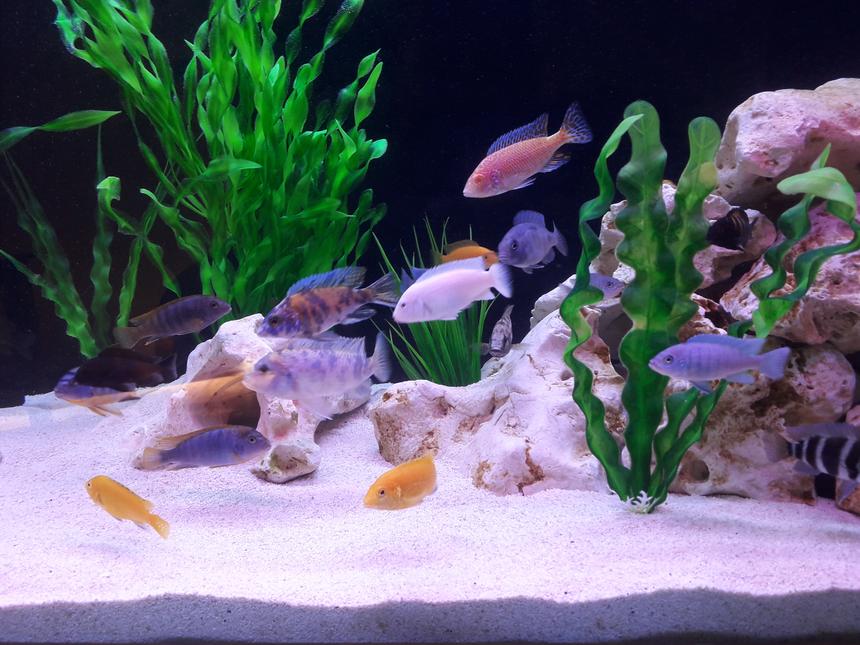 Rated #6: Freshwater Fish Stocking In 95 Gallons Tank - African Cichlids