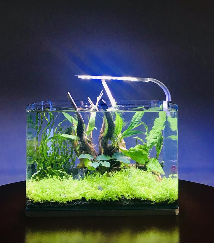 10 gallons planted tank (mostly live plants and fish) - My 10L Betta tank