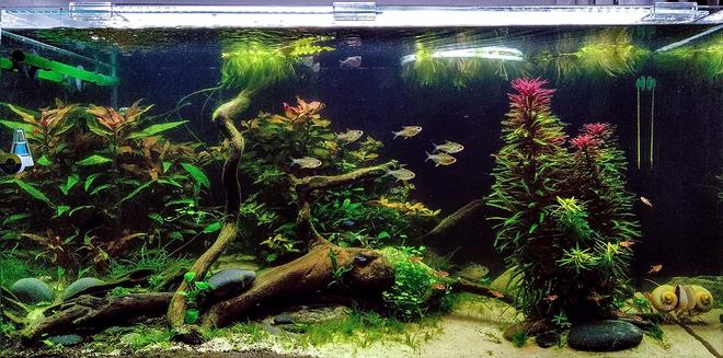 48 gallons planted tank (mostly live plants and fish) - my planted tank