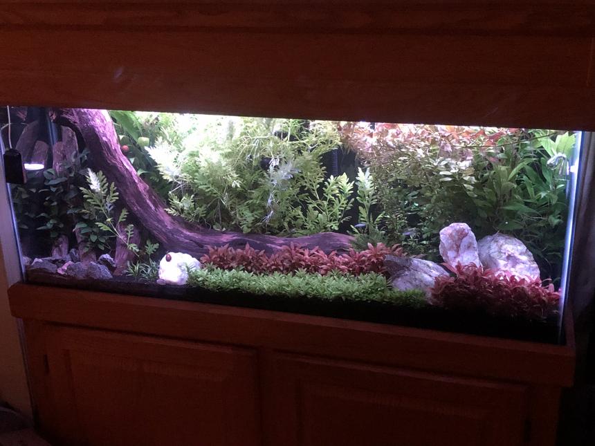 Rated #3: 55 Gallons Planted Tank - 55 Gallon Planted