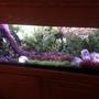 55 gallons planted tank (mostly live plants and fish) - 55 Gallon Planted