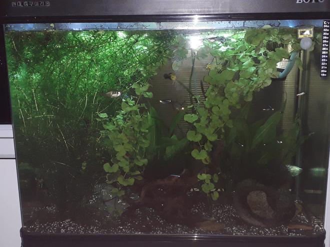 55 gallons planted tank (mostly live plants and fish) - 55 gallon