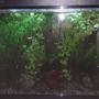55 gallons planted tank (mostly live plants and fish) - 55 gallon