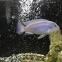 freshwater fish stocking in 75 gallons tank - Blue Mbuna