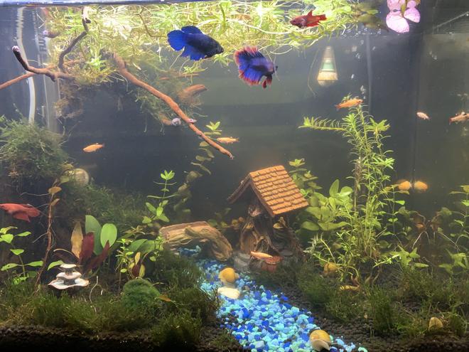 20 gallons planted tank (mostly live plants and fish) - Betta village