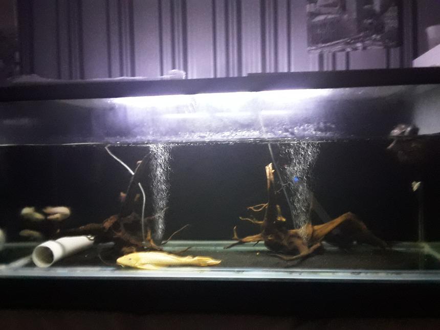 Rated #28: 1000 Gallons Freshwater Fish Tank - My monster fish aquarium