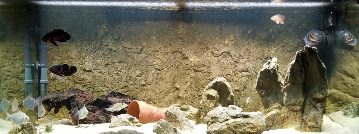 75 gallons freshwater fish tank (mostly fish and non-living decorations) - 75 Gallon South American Tank
