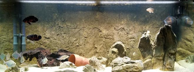 75 gallons freshwater fish tank (mostly fish and non-living decorations) - 75 Gallon South American Tank