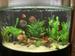 view more best photos of variety 96 gallons tanks 