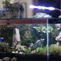 planted tank (mostly live plants and fish) - My newly built shipwreck themed betta tank with suspended add on part